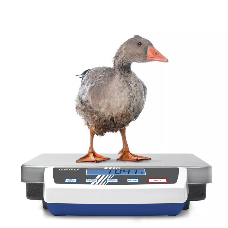 Balance plate-forme en acier inoxydable KERN DE-D pour industrie, colis | Balance Express